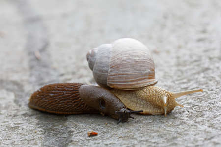 Iberiand slug and Roman snail meeting. Latin: Arion vulgaris and Helix pomatiaの写真素材