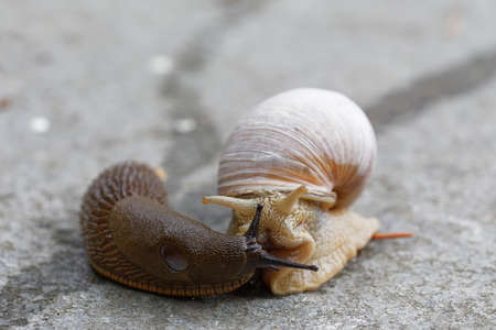 Iberiand slug and Roman snail meeting. Latin: Arion vulgaris and Helix pomatiaの写真素材