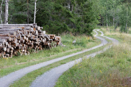 Rural country road in the forest and a pile of tree trunkの写真素材
