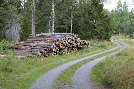 Rural country road in the forest and a pile of tree trunkの写真素材