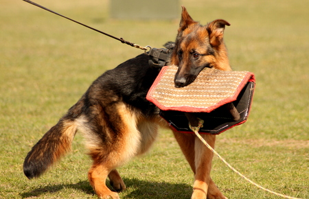 Puppy with rewardの写真素材