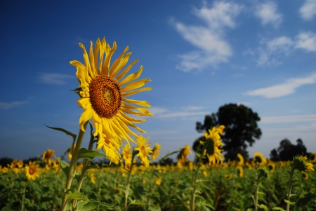 Sunflowerの写真素材