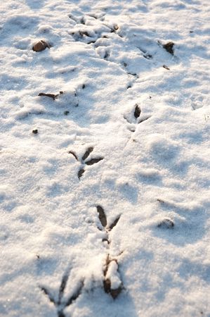 bird trail in snowの写真素材