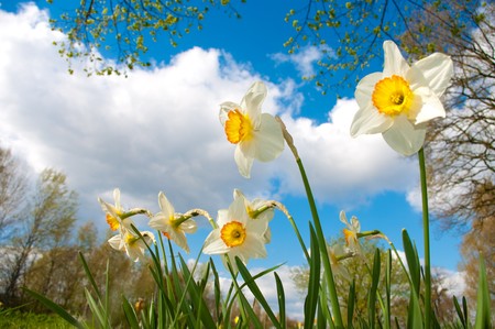 white spring daffodils against blue skyの写真素材