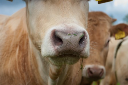 close-up from a cow noseの写真素材
