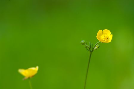close-up of a yellow buttercup against green background. All species are poisonous for cattle, but because of its bad taste it will be left aloneの写真素材