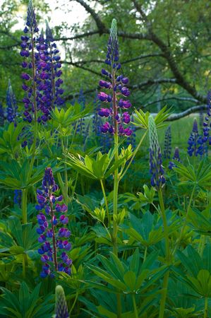 field of violet lupines found in a tree park in the Netherlands. Most species are purple, white or pink, but there are also yellow ones.の写真素材