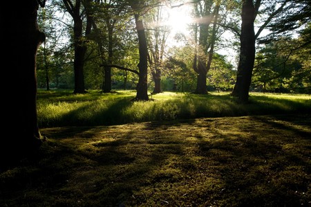 trees in a park seen in backlight from the evening sun.の写真素材