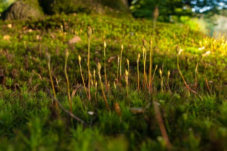 close up of flowering mossの写真素材