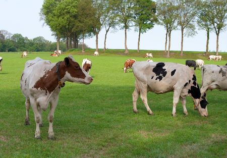 cows grazing in a meadow in the eastern of Netherlandsの写真素材