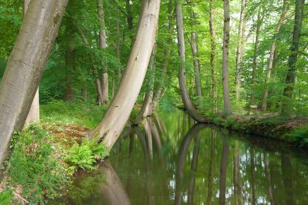 beech trees reflected in the water. Photo is taken on Twickel estate in Delden, Netherlands. の写真素材