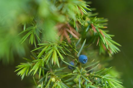 Juniperus plant. Depending on taxonomic viewpoint, there are between 50-67 species of juniper, widely distributed throughout the northern hemisphere, from the Arctic, south to tropical Africa in the Old World, and to the mountains of Central America.の写真素材