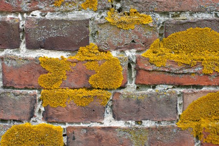 old red brick wall covered with lichenの写真素材