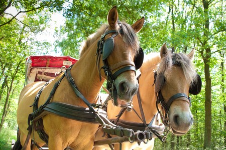 two fjord horses pulling a covered wagon with touristsの写真素材