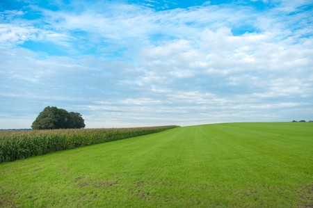 dutch landscape with a maize field on the leftの写真素材