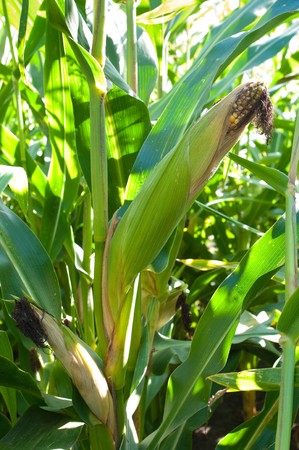 almost ripe cob in a maize fieldの写真素材