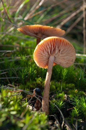 mushroom in a bed of mossの写真素材