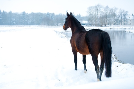 horse standing in a winter white landscape along a riverの写真素材