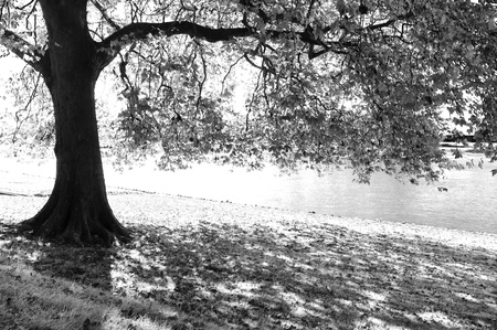 silhouette of a tree along a river
