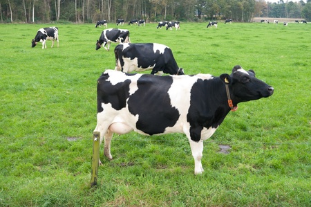 friesian cows in a meadow somewhere in the Netherlandsの写真素材