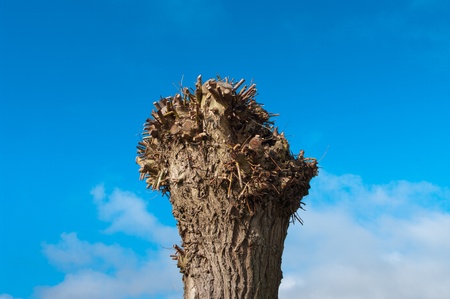 cropped willow tree in early spring timeの写真素材