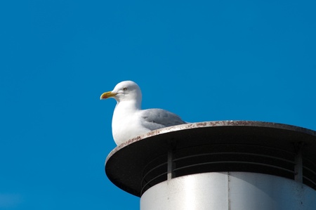 seagull resting on a chimney in the harborの写真素材
