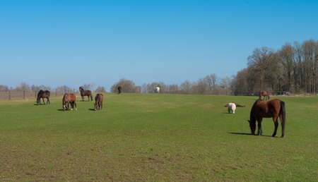 herd of horses grazing on a meadowの写真素材