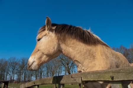beautiful fjord horse behind a fenceの写真素材
