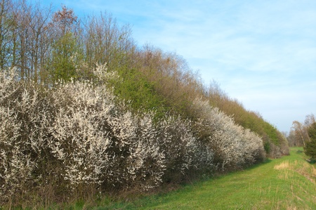 blooming bushes and trees in spring timeの写真素材