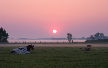 cows in dutch meadow at sunriseの写真素材