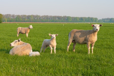 sheep with newborn lambs in a fieldの写真素材