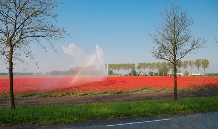 field of red tulips being irrigated by a sprinklerの写真素材
