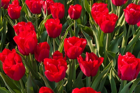 beautiful red tulips in the Noordoostpolder, netherlandsの写真素材