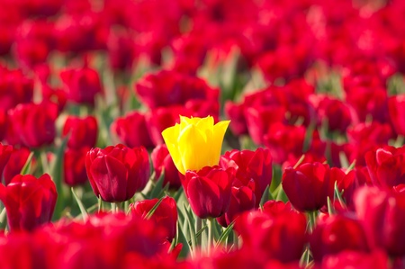 single yellow tulip standing out of a field with red tulips in Noordoostpolder, netherlandsの写真素材