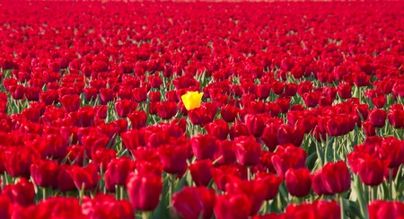 single yellow tulip standing out of a field with red tulips in Noordoostpolder, netherlandsの写真素材