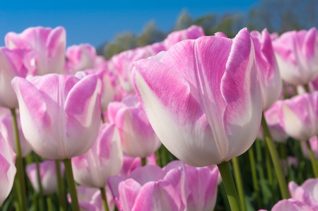 beautiful pink tulips against blue sky in the Noordoostpolder, netherlandsの写真素材