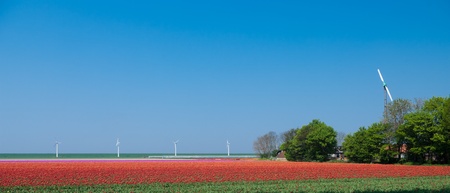 field with red tulips with windturbines in the backgroundの写真素材