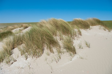beach grass in the dunes blowing in the windの写真素材
