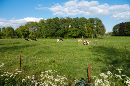 meadow with frisian cows in the eastern part of netherlandsの写真素材