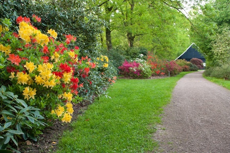 red and yellow rhododendrons in a tree parkの写真素材