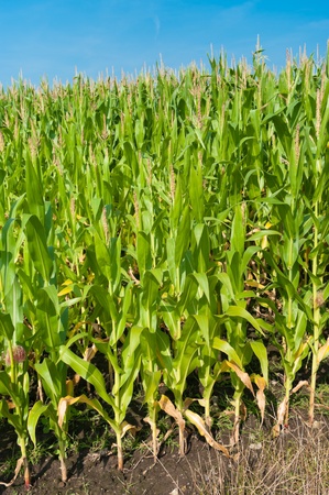 beautiful green maize field under a blue skyの写真素材
