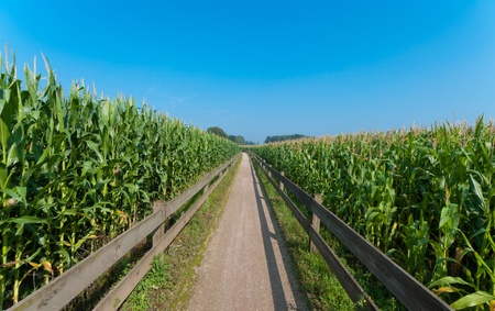 bicycle path though a field of maize in the netherlands