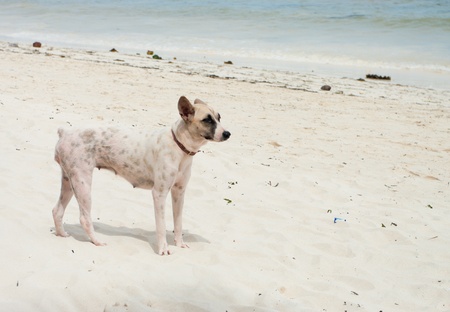 stray dog on a beach in bohol, Philippinesの写真素材
