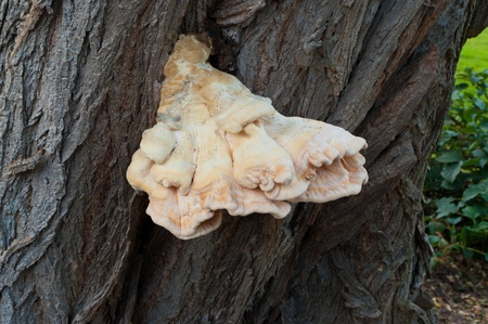 Chicken Of The Woods - Laetiporus sulphureus Bracket fungus 
の写真素材
