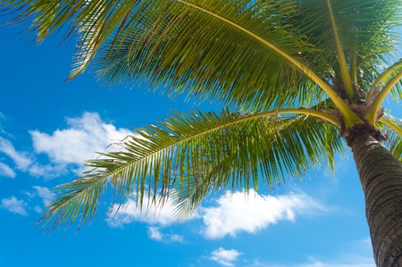 palm tree against a blue skyの写真素材