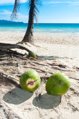some coconuts on a tropical beachの写真素材