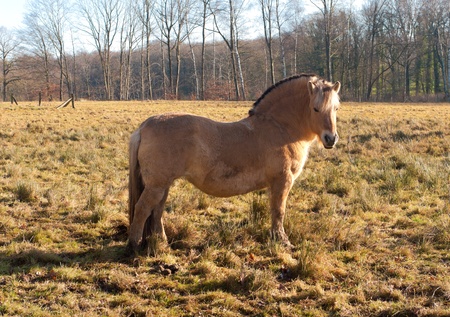 islandic horse or fjord horse in a meadowの写真素材