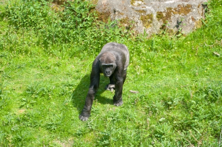 young gorilla monkey in the Munster zoo in Germanyの写真素材