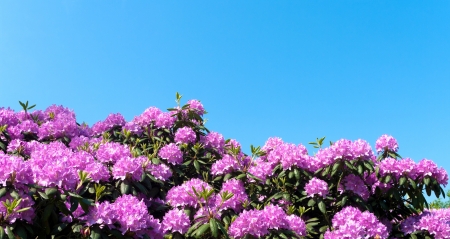 beautiful blooming purple rhododendron plant against a blue skyの写真素材