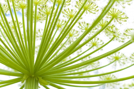 closeup op a giant hogweed plant